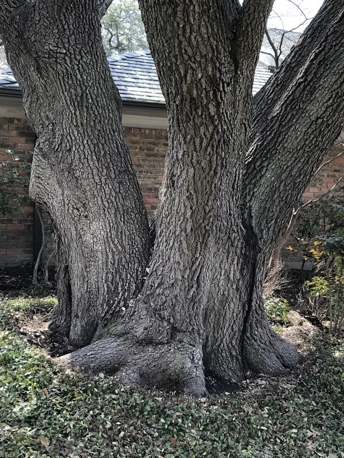 Mature heritage tree close to a Scotland property cared for by certified arborists